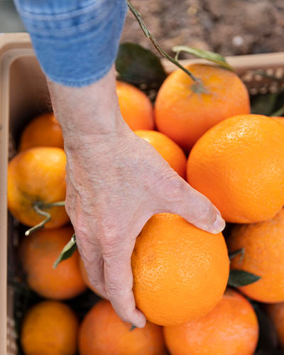 The Farmer's Baskets